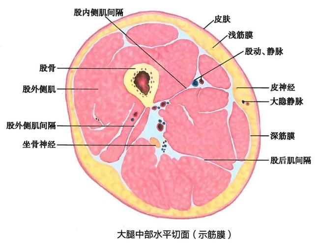 面部筋膜提升术能保持多久