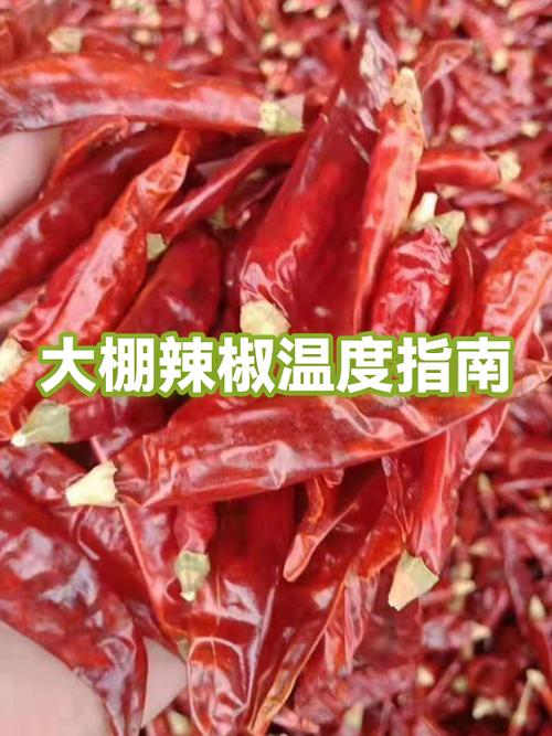 辣椒粗短是温度低还高截图