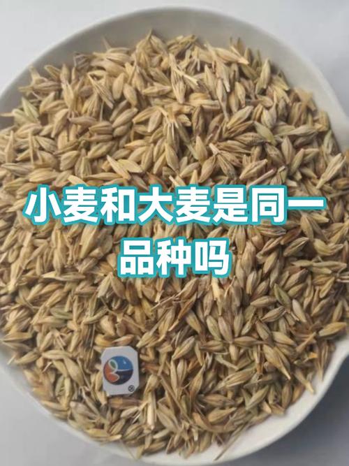 优大麦是什么