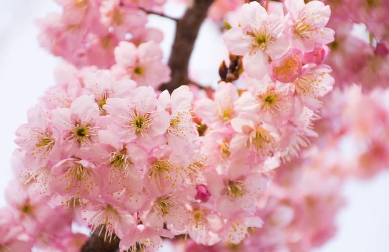 天津 樱花缩略图