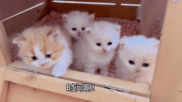 小猫多少天算满月