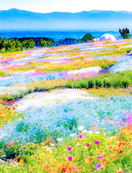 花海高清