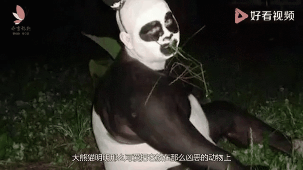 熊猫的尾巴有黑色的吗