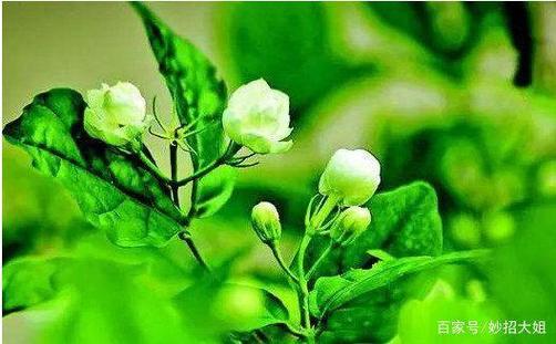 花喜代理费多少钱