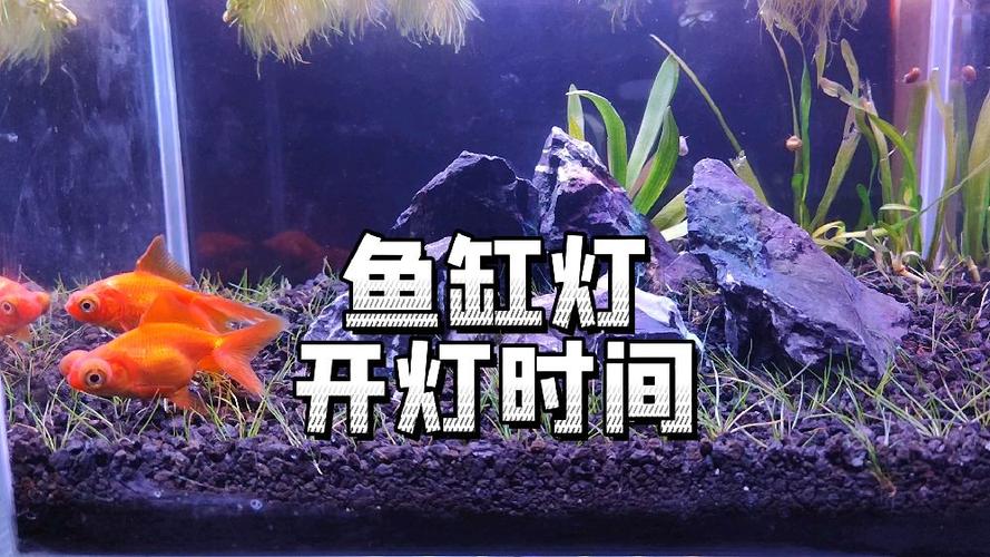 水族箱的灯要一直开吗