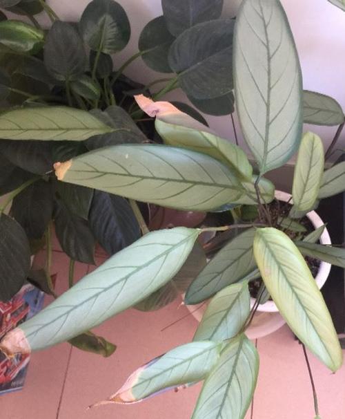 牡丹花叶尖干焦怎么办
