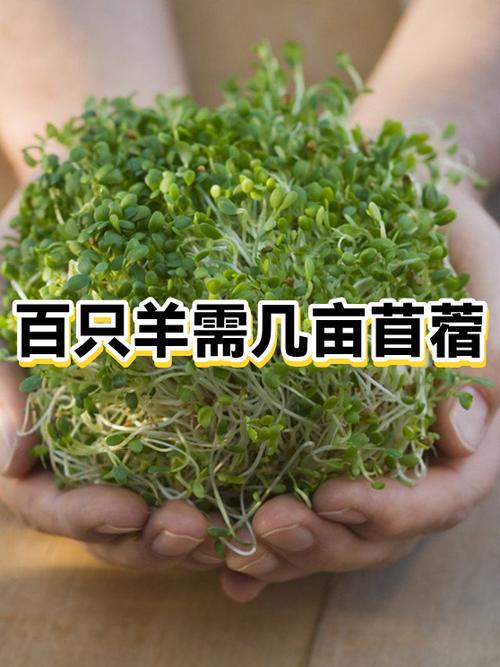 100只羊要种几亩牧草