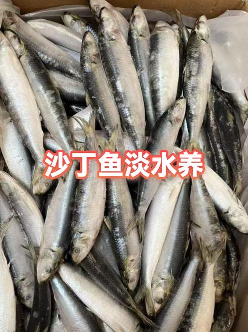 沙丁鱼官网