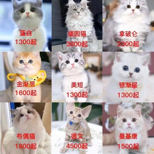 正规猫舍买猫流程缩略图