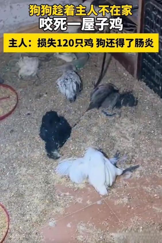 狗咬鸡还能吃吗有毒吗