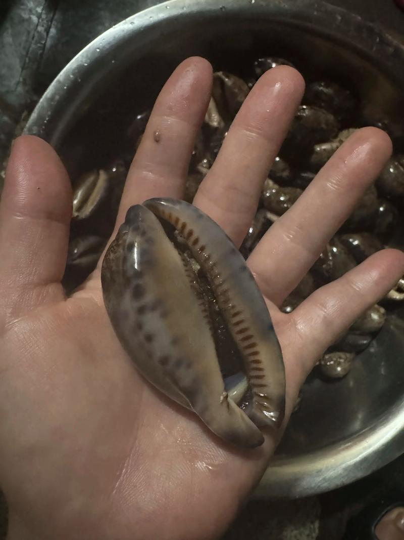 猪仔螺煮多久能熟