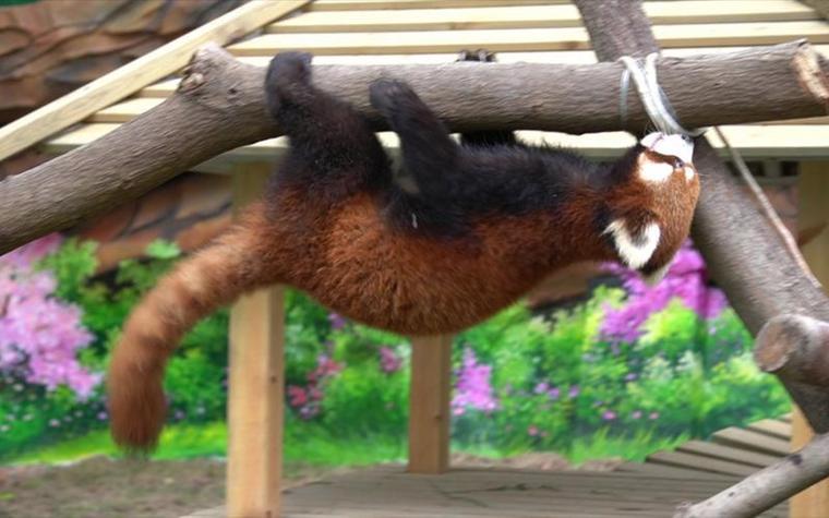 猩球崛起里面的猩猩种类