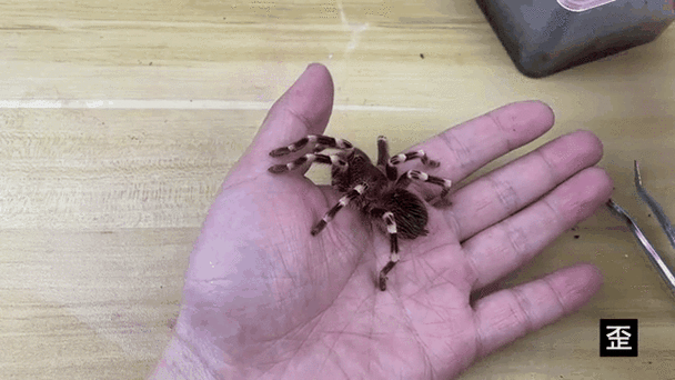 蜘蛛爬上身的迷信