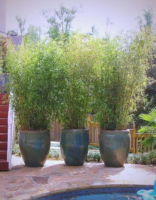门前栽竹子风水好吗