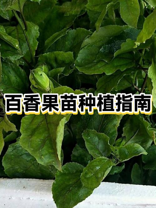 百香果可以自己种吗