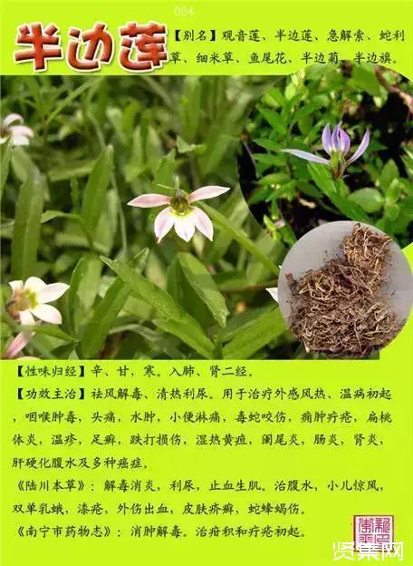 农村草药药名大全查询
