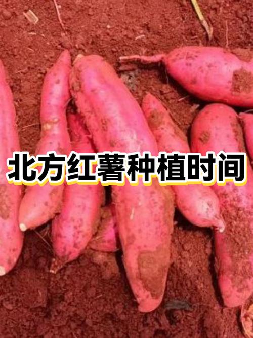 徐州农科院红薯价目表