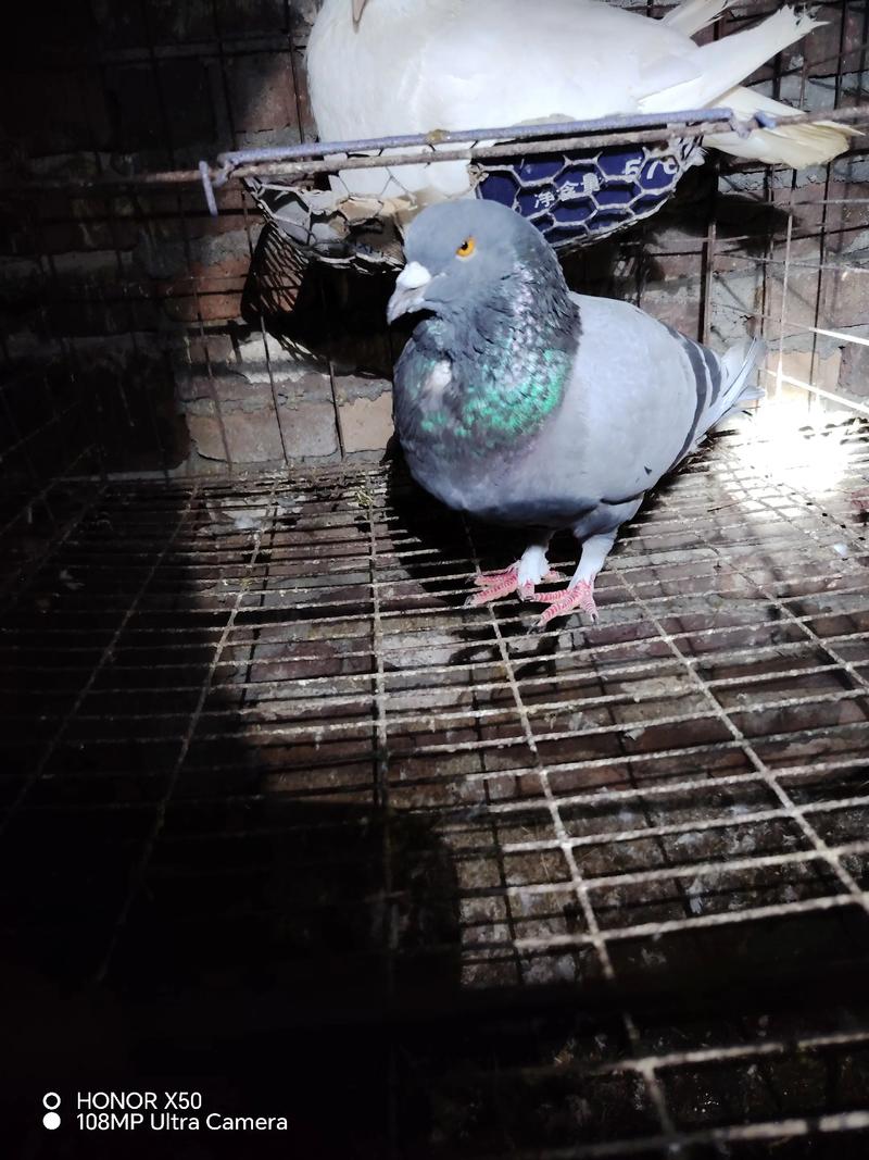如何淘汰鸽棚里的鸽子截图