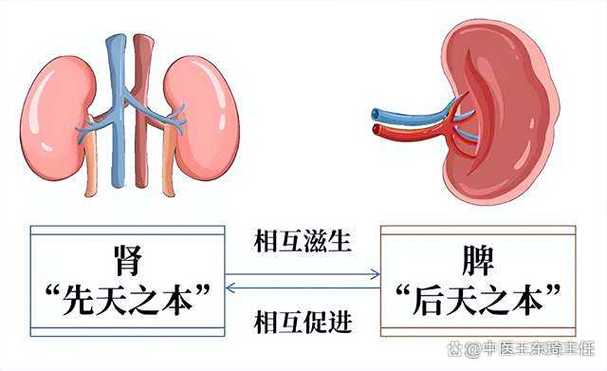脾影响体力功能吗