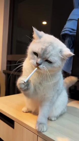 看猫咪的视频图标