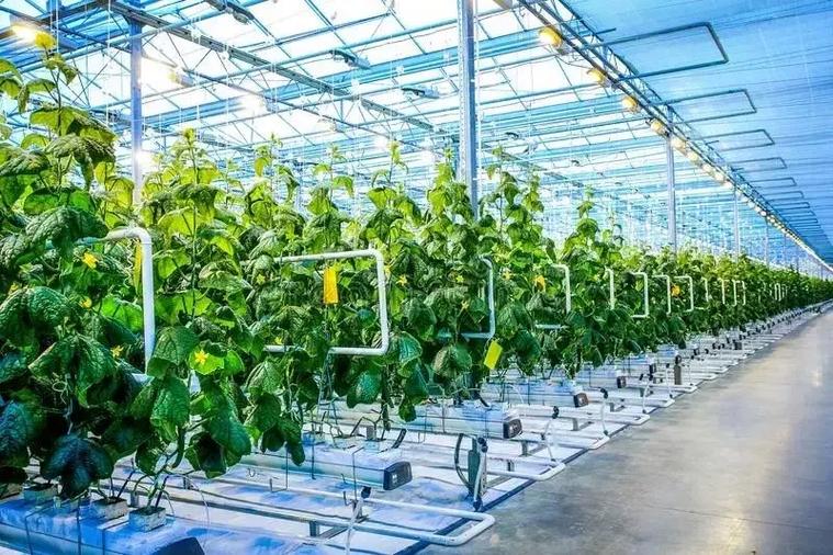 新型农业项目有哪些游戏截图