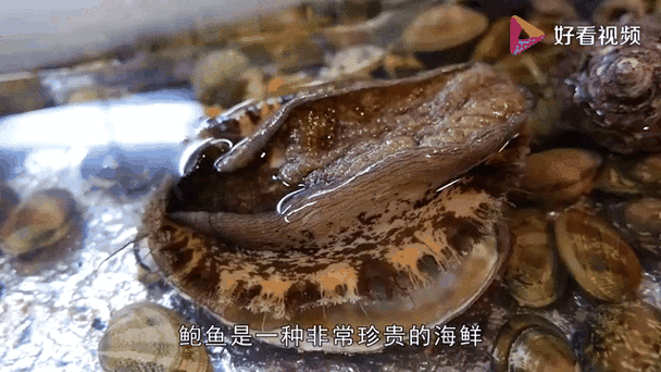 鲍鱼表情包搞笑截图