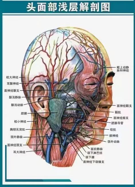什么头什么脑