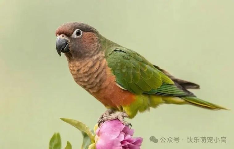 头类牡丹鹦鹉图片大全游戏截图
