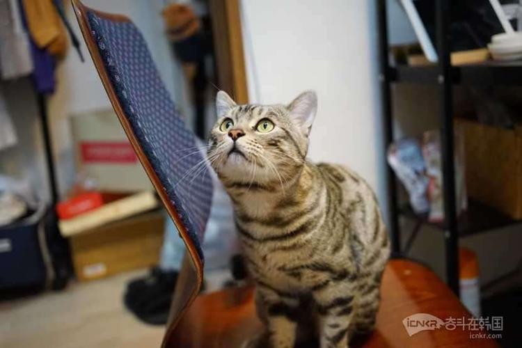豹猫和美短哪个好一点