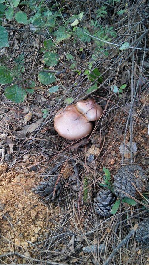 红蘑菇