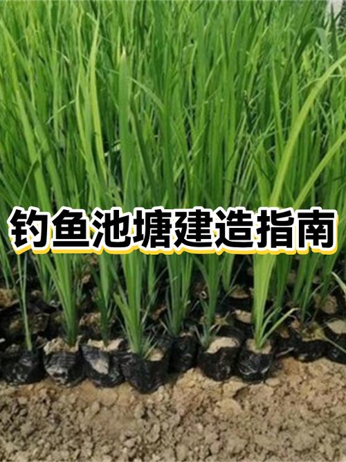 钓鱼水池的建造方法