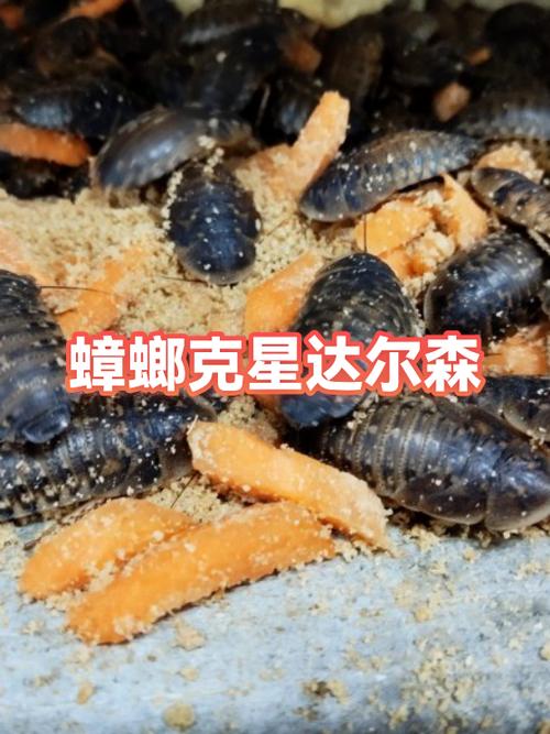 蟑螂怕什么东西和气味