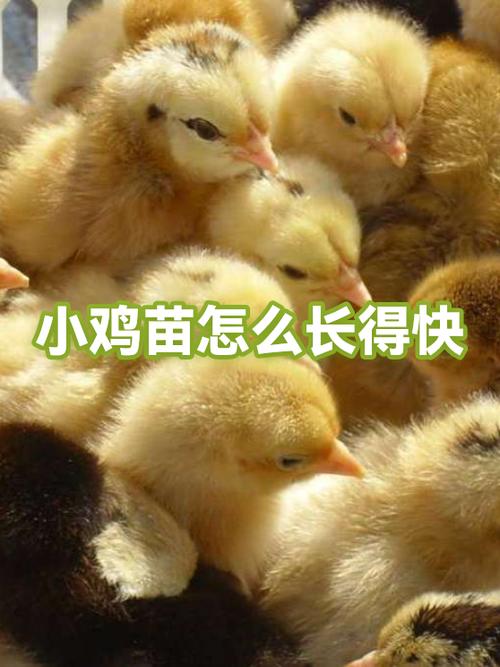 小鸡吃什么长得快又好游戏截图