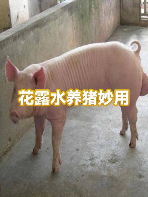 猪身上痒最快止痒方法