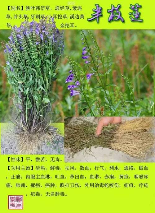 草药大全名字