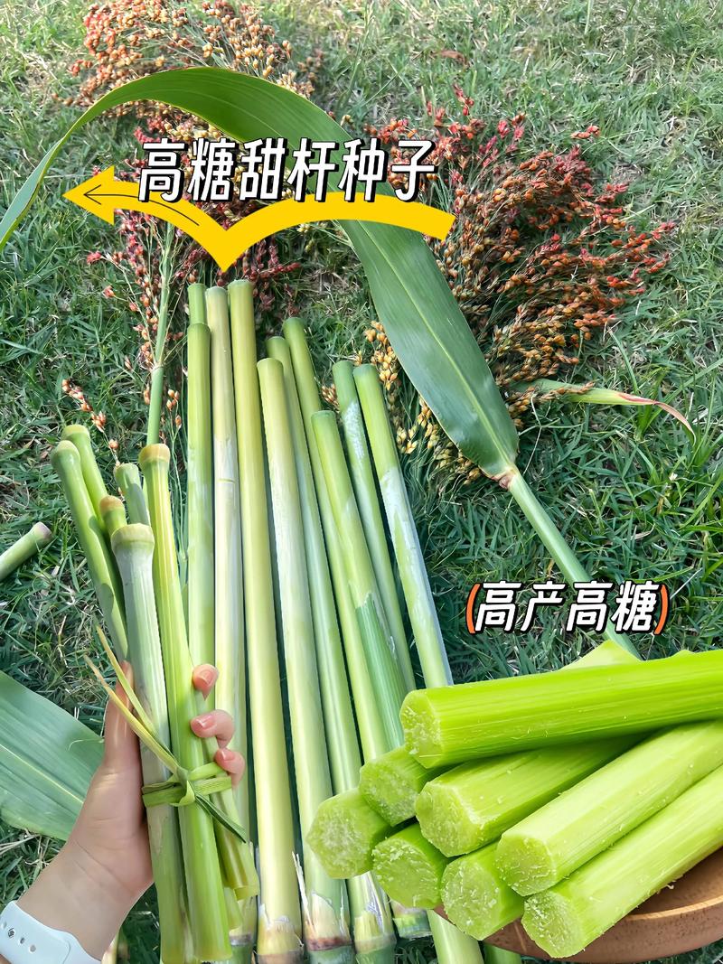 甜杆几月份可以吃