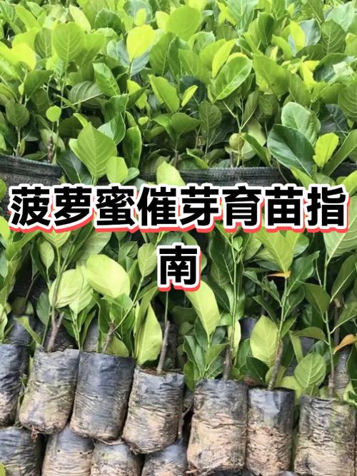 菠萝蜜种子怎么种植方法缩略图