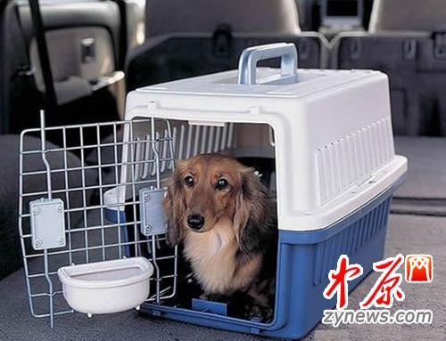 火车可以带宠物吗