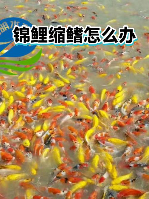 锦鲤缩鳍最快的恢复方法