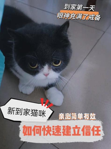 猫咪刚带回家一直叫怎么办