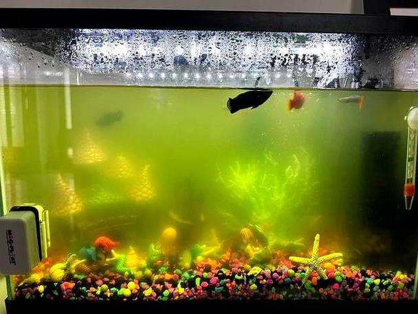 鱼缸水浑浊怎么澄清缩略图