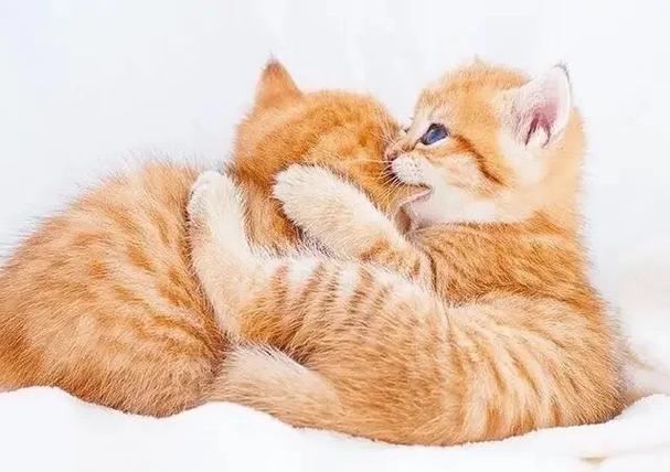 流浪小奶猫怎么喂养