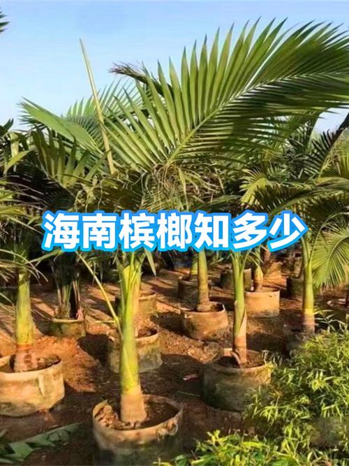 以后海南槟榔会不会卖不出去