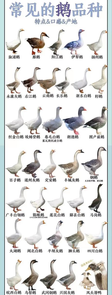 鹅子的品种介绍