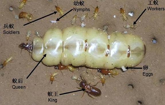 斗罗觉醒蚂蚁截图