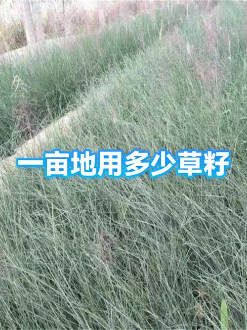 草籽一亩地需要多少斤