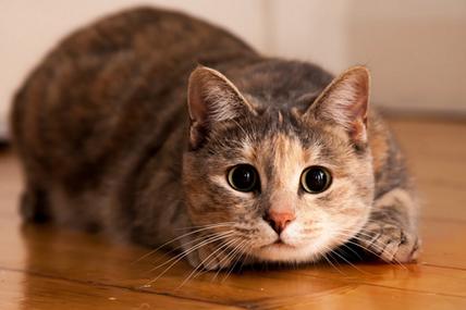 小猫扑人脸是什么意思