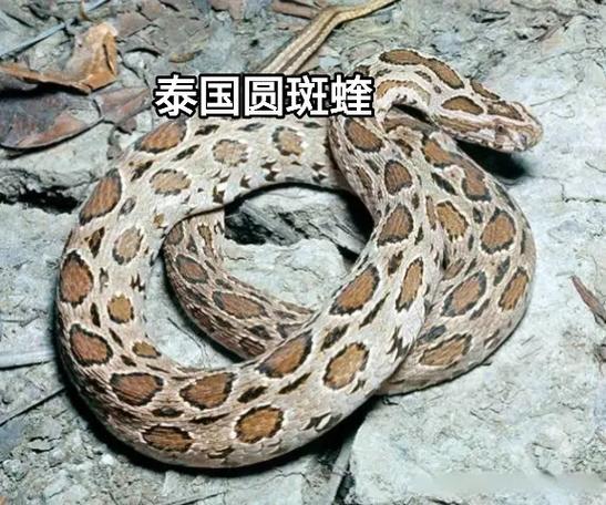 被泰国圆斑蝰咬了必死吗截图