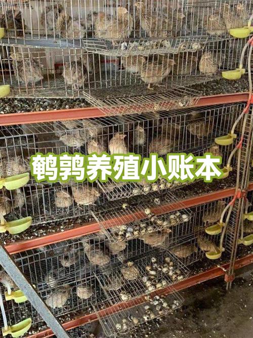 养5000只鹌鹑一年利润截图
