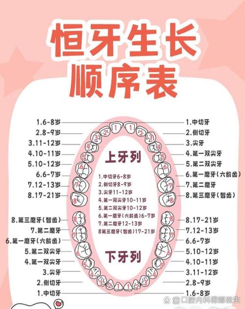 24颗牙和28颗牙的区别